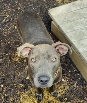 Colin, Mixed Breed, young, available for adoption