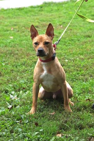 A light brown dog with a white chest and a red collar is sitting on a grassy field, holding a green leash.