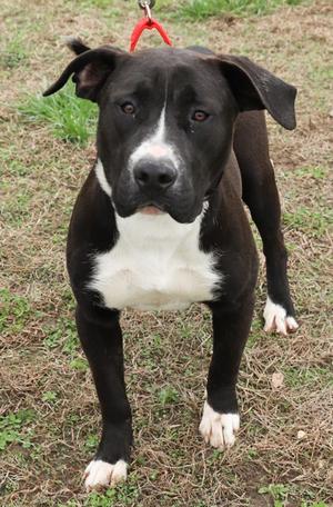 Diana, Mixed Breed, young, available for adoption