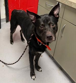 Barry, Mixed Breed, adult, available for adoption
