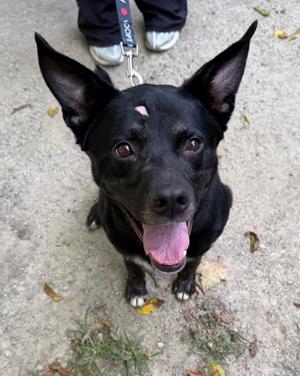 Barry, Mixed Breed, adult, available for adoption