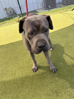A gray dog standing on artificial grass, looking directly at the camera.