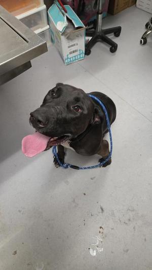 A black dog with a blue leash, sitting on a concrete floor with its tongue out.