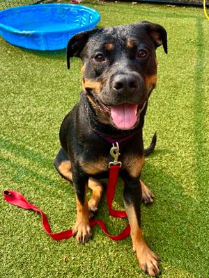 Attila, Rottweiler Mix, young, available for adoption