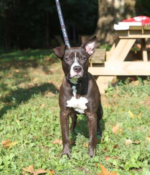 Delilah, Mixed Breed, young, available for adoption