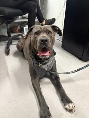 Daria, Mixed Breed, adult, available for adoption