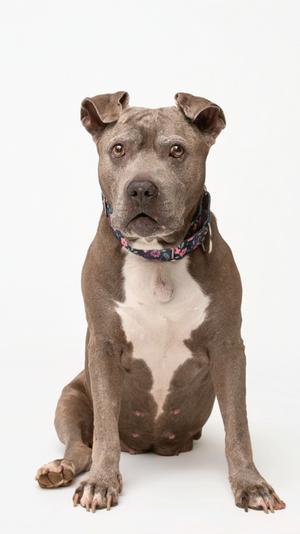 A gray and white dog sitting on a white background, wearing a colorful collar.
