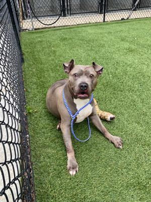A brown dog with a blue leash sitting on artificial grass.