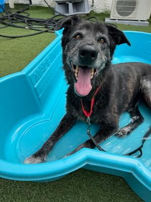 Clover, Mixed Breed, senior, available for adoption