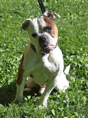 Dusse, Mixed Breed, adult, available for adoption
