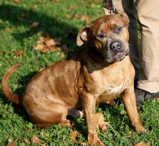 Easten, Mixed Breed, adult, available for adoption