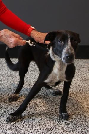 Chrysanthemum, Mixed Breed, puppy, available for adoption