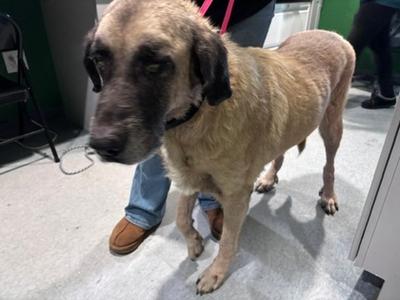 Anthony, Anatolian Shepherd Mix, available for adoption