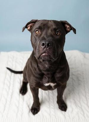 Buddy, Mixed Breed, young, available for adoption