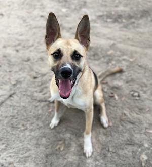 Bella, German Shepherd Dog Mix, young, available for adoption