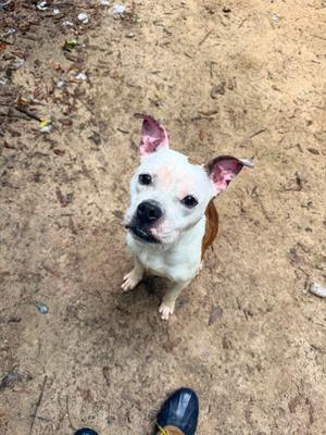 Cordelia, Mixed Breed, adult, available for adoption