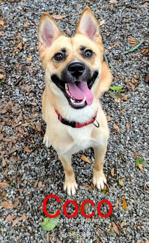 Coco, Golden Retriever Mix, young, available for adoption