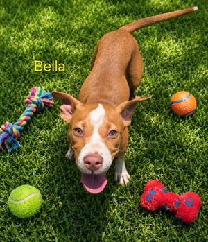 Bella, Mixed Breed, puppy, available for adoption