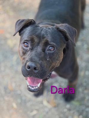 Darla, Mixed Breed, adult, available for adoption