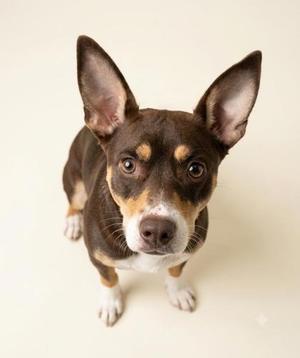 Brownie, Terrier Mix, adult, available for adoption