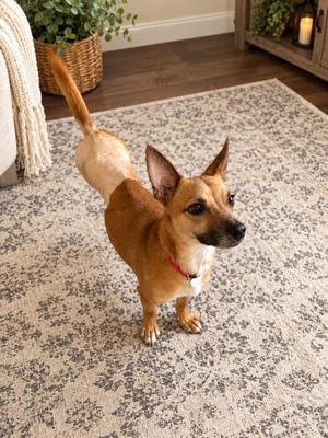 HAZE, Terrier Mix, adult, available for adoption