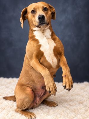 FIFI, Labrador Retriever/Terrier Mix, adult, available for adoption
