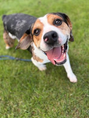 ROCCO, American Bulldog/Australian Cattle Dog/Blue Heeler, adult, available for adoption