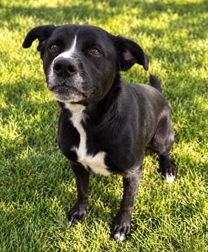 SPICEY, Terrier Mix, adult, available for adoption