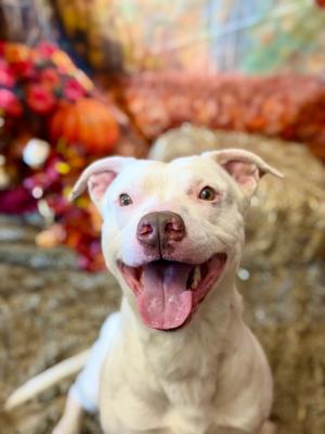 PETER, Terrier Mix, young, available for adoption