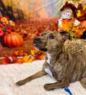 LEXIE, Terrier Mix, young, available for adoption