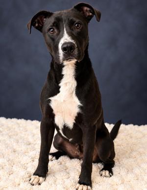 MURPHY, Terrier Mix, young, available for adoption