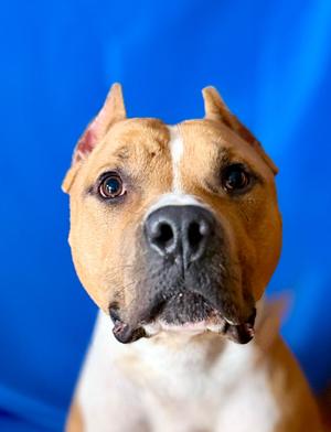 BASS, Terrier Mix, adult, available for adoption