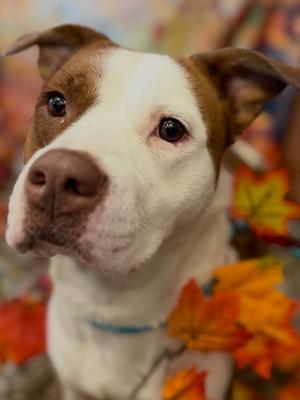 LOIS, Terrier Mix, adult, available for adoption