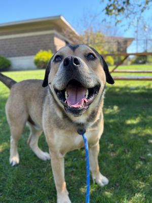 MR. PUB, Terrier Mix, adult, available for adoption