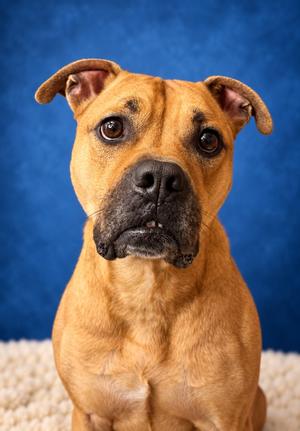 LOUIE, Terrier Mix, adult, available for adoption