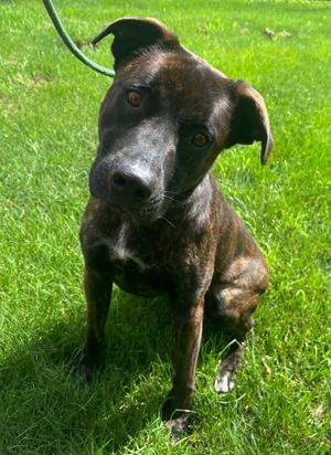 PEARL, Terrier Mix, adult, available for adoption
