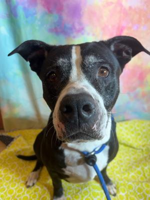 XENA, Terrier Mix, senior, available for adoption