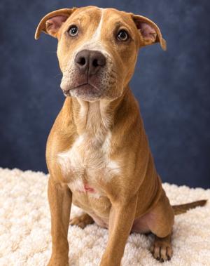 KARINA, Terrier Mix, young, available for adoption