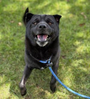 CODEX, Chow Chow, young, available for adoption