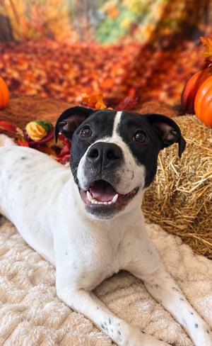 AUBURN, Terrier Mix, young, available for adoption