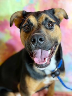 RIVER, Rottweiler/German Shepherd Dog, young, available for adoption
