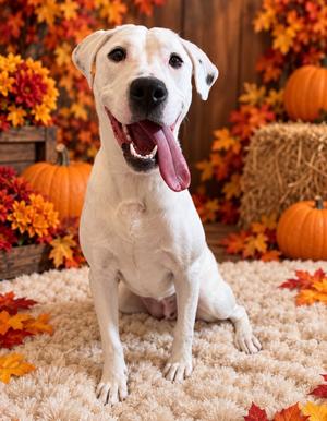 CARLY, Dogo Argentino/Terrier Mix, young, available for adoption