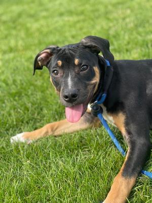 TREBLE, Terrier Mix, young, available for adoption