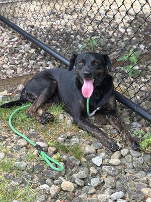 A black dog with its tongue out, lying on gravel next to a chain-link fence.