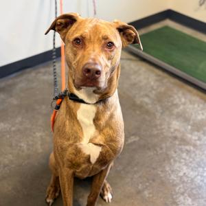 Reggie, Retriever, Labrador, adult, available for adoption
