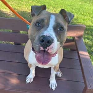 Nico, Mixed Breed (Large), adult, available for adoption