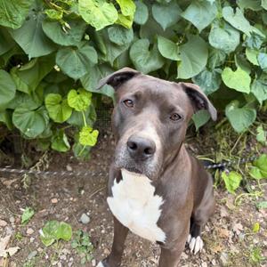 Benny, Mixed Breed (Large), adult, available for adoption