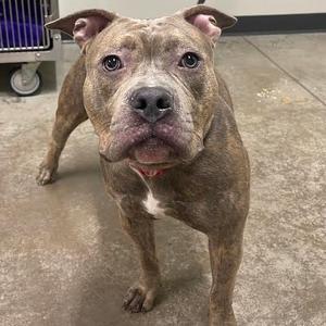 A brindle-colored dog with a white patch on its chest standing on a concrete floor.