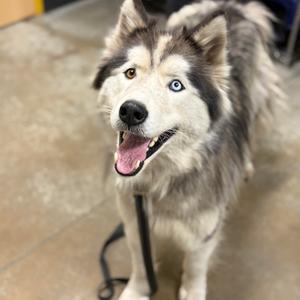 A happy husky dog with blue eyes and a black and white coat, standing on a leash.