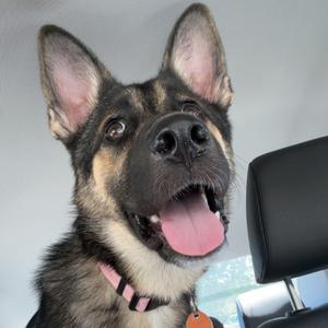 Harper, Shepherd, German, adult, available for adoption